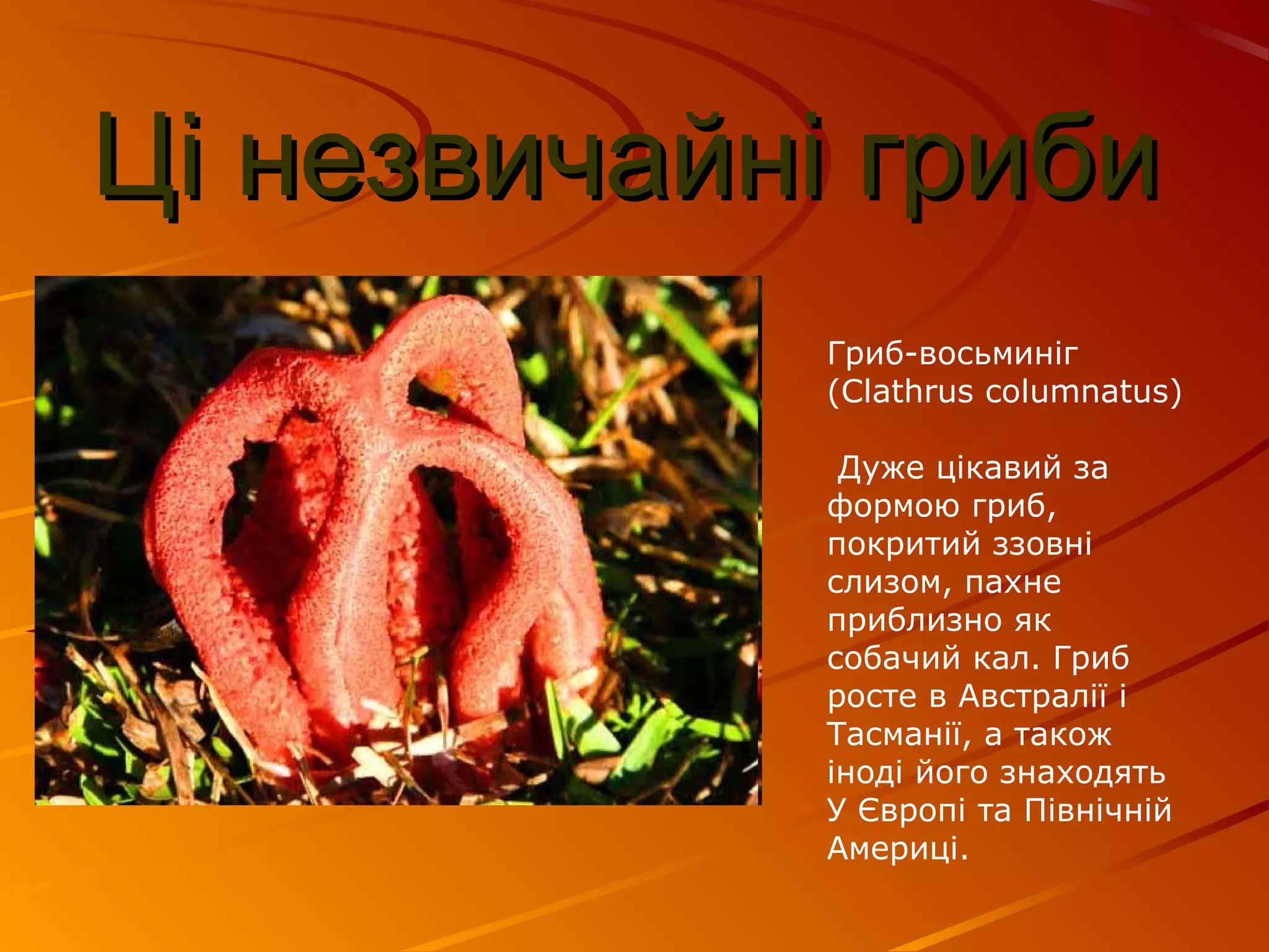 Пахне сіном і кутею