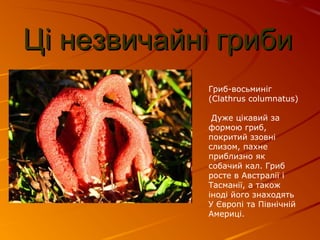 Як називають миколая в америці