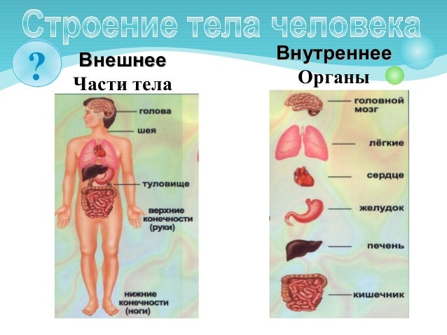 Лимфатическая система тела человека. Схема строения внутренних органов человека. Тайны строения человека. Книга с секретами "открой тайны человека". Тайны строения человека.