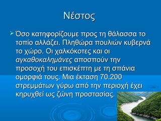Νέστος
 Όσο κατηφορίζουμε προς τη θάλασσα το
 τοπίο αλλάζει. Πληθώρα πουλιών κυβερνά
 το χώρο. Οι χαλκόκοτες και οι
 αγκαθοκαλημάνες αποσπούν την
 προσοχή του επισκέπτη με τη σπάνια
 ομορφιά τους. Μια έκταση 70.200
 στρεμμάτων γύρω από την περιοχή έχει
 κηρυχθεί ως ζώνη προστασίας.
 