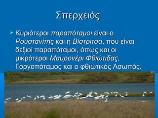 Σπερχειός
 Κυριότεροι παραπόταμοι είναι ο
 Ρουστανίτης και η Βίστριτσα, που είναι
 δεξιοί παραπόταμοι, όπως και οι
 μικρότεροι Μαυρονέρι Φθιώτιδας,
 Γοργοπόταμος και ο φθιωτικός Ασωπός.
 