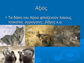 Αξιός
 Τα δάση του Αξιού φιλοξενούν λύκους,
 τσακάλια, αγριόγατες, βίδρες κ.α.
 