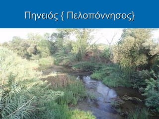 Πηνειός { Πελοπόννησος}
 