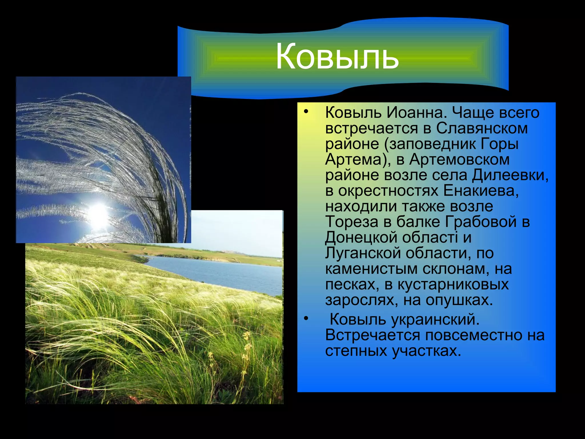 Ковыль
 •   Ковыль Иоанна. Чаще всего
     встречается в Славянском
     районе (заповедник Горы
     Артема), в Артемовском
     районе возле села Дилеевки,
     в окрестностях Енакиева,
     находили также возле
     Тореза в балке Грабовой в
     Донецкой області и
     Луганской области, по
     каменистым склонам, на
     песках, в кустарниковых
     зарослях, на опушках.
 •    Ковыль украинский.
     Встречается повсеместно на
     степных участках.
 