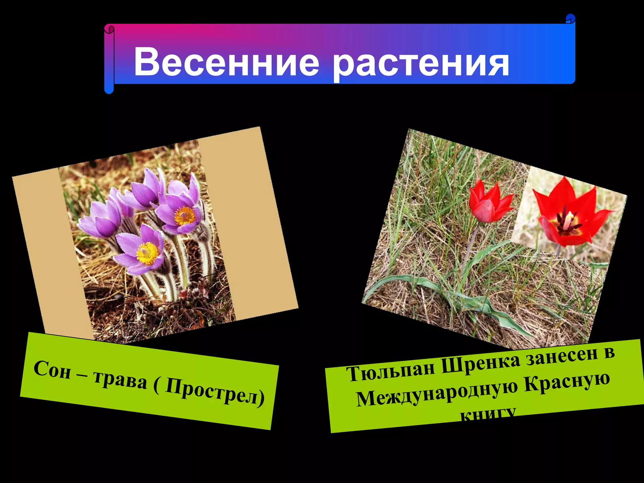 Весенние растения




                                                      нв
Сон – тр                        Тюльпан Ш ренка занесе
        ав                                             ю
             а ( Прост
                         рел)    Международную Красну
                                         книгу
 