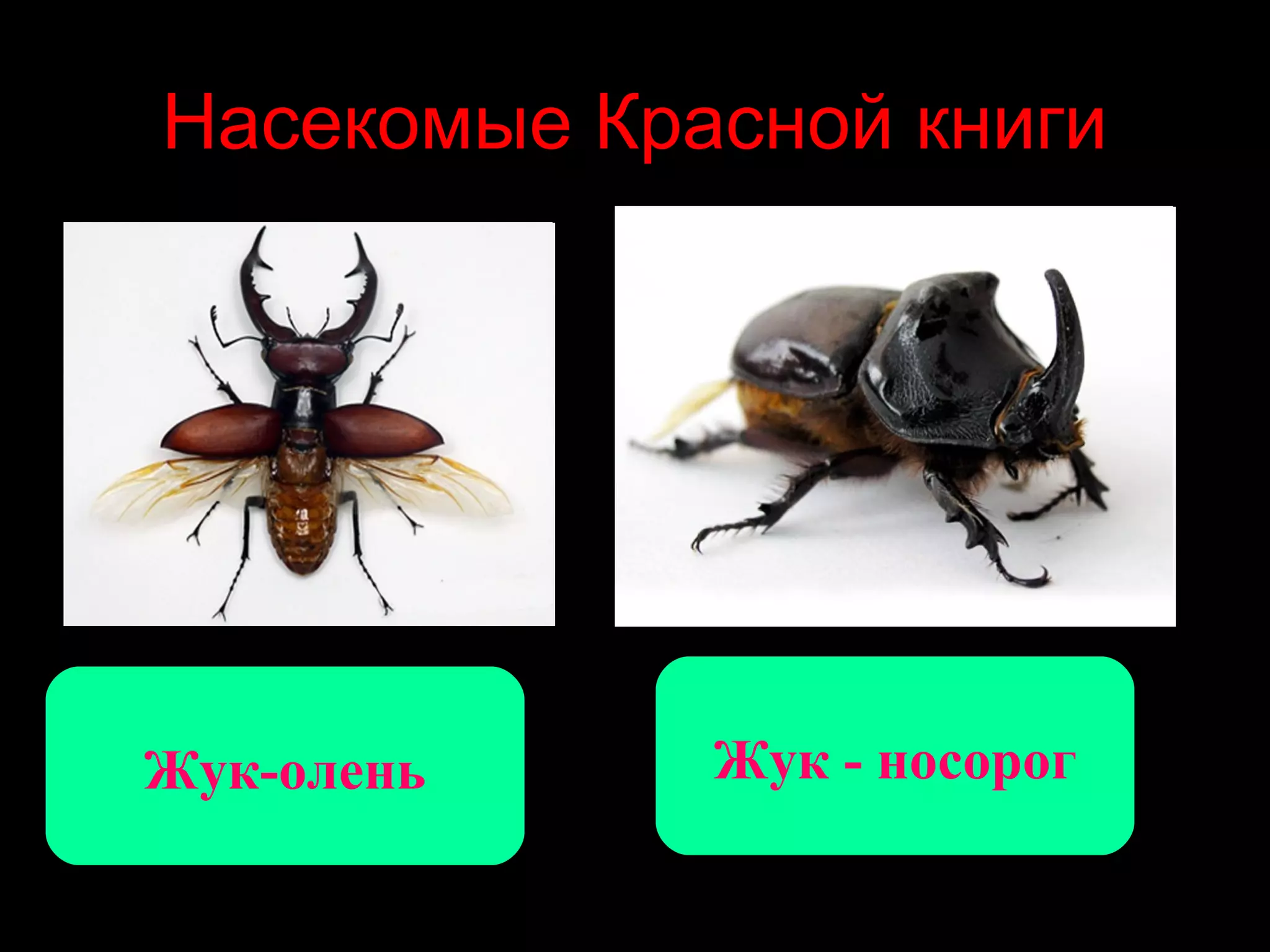 Насекомые Красной книги




Жук-олень    Жук - носорог
 