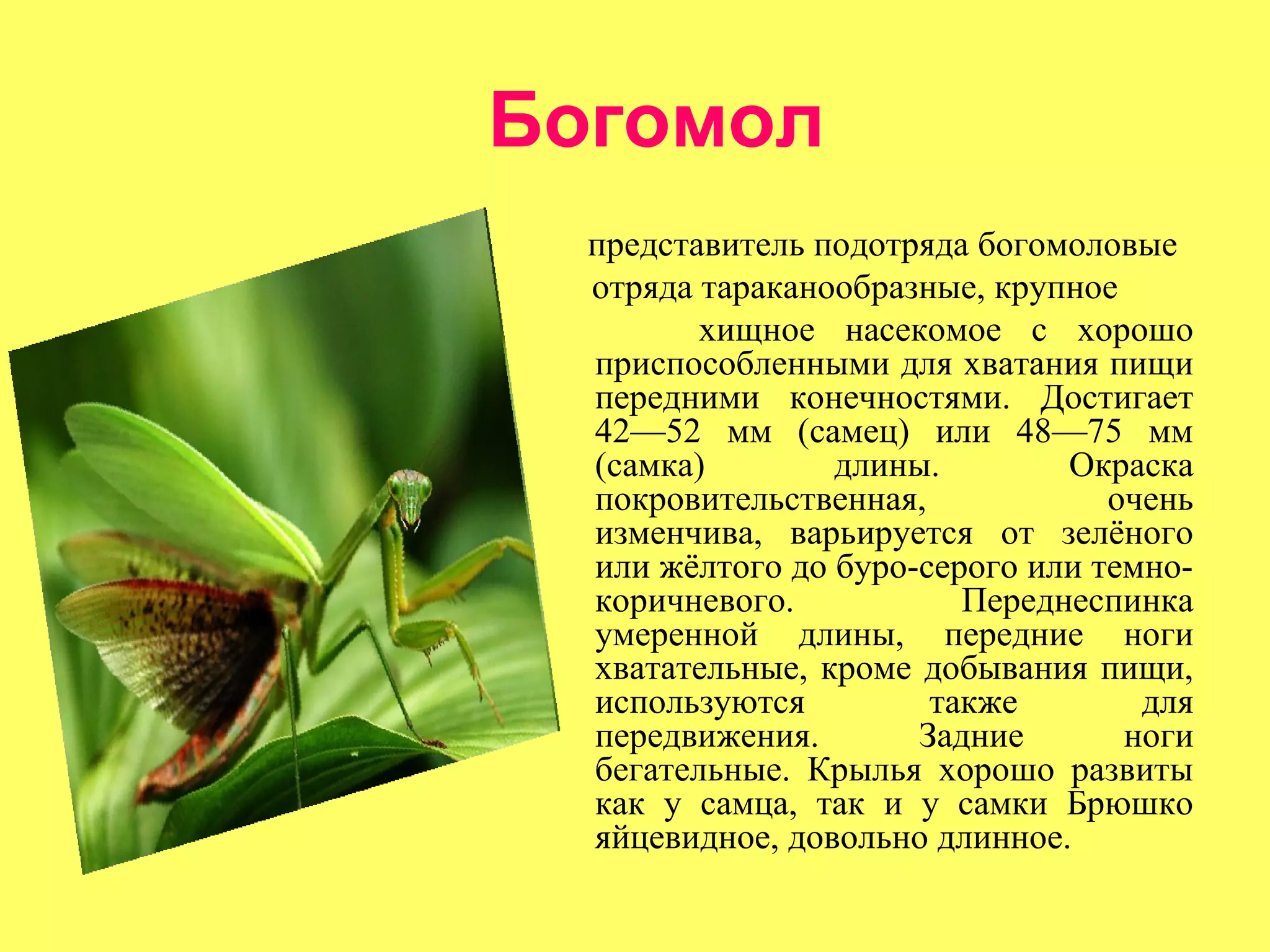 Богомол
  представитель подотряда богомоловые
  отряда тараканообразные, крупное
         хищное насекомое с хорошо
  приспособленными для хватания пищи
  передними конечностями. Достигает
  42—52 мм (самец) или 48—75 мм
  (самка)        длины.        Окраска
  покровительственная,            очень
  изменчива, варьируется от зелёного
  или жёлтого до буро-серого или темно-
  коричневого.           Переднеспинка
  умеренной длины, передние ноги
  хватательные, кроме добывания пищи,
  используются         также        для
  передвижения.       Задние       ноги
  бегательные. Крылья хорошо развиты
  как у самца, так и у самки Брюшко
  яйцевидное, довольно длинное.
 