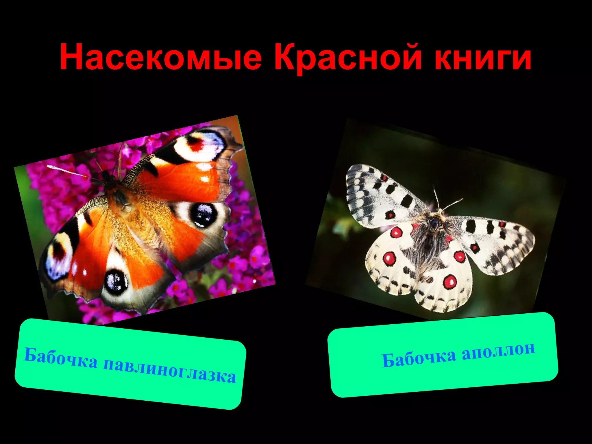 Насекомые Красной книги




                                          н
Бабочка па
          влиноглаз        Баб очка аполло
                      ка
 