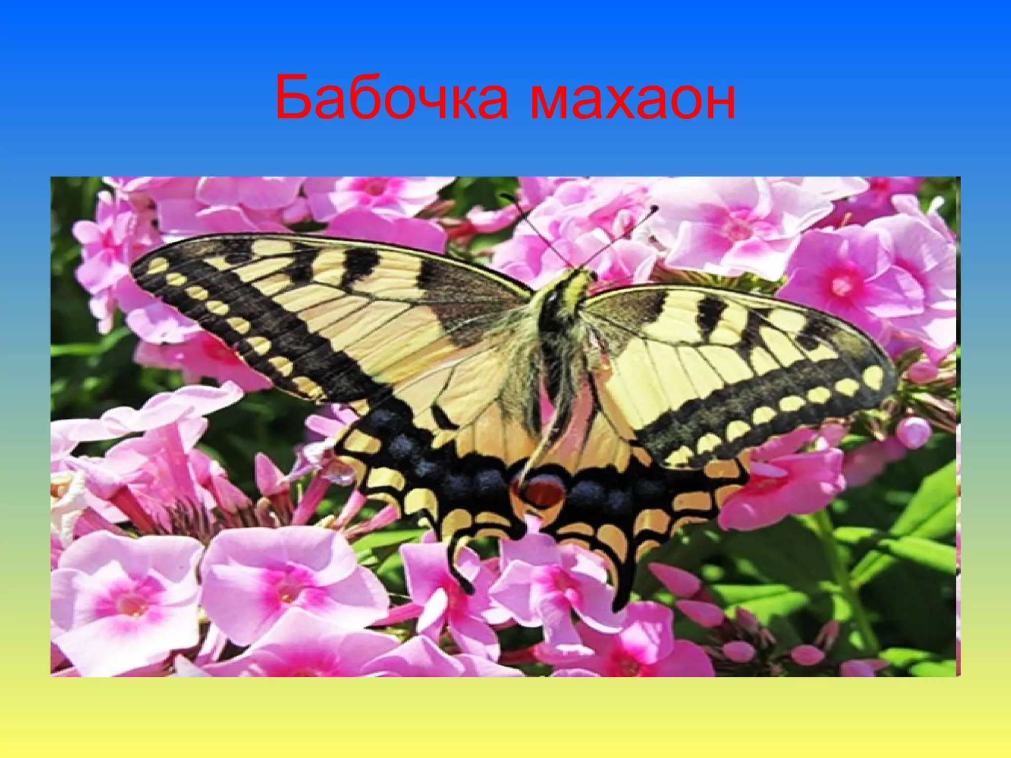 Бабочка махаон
 