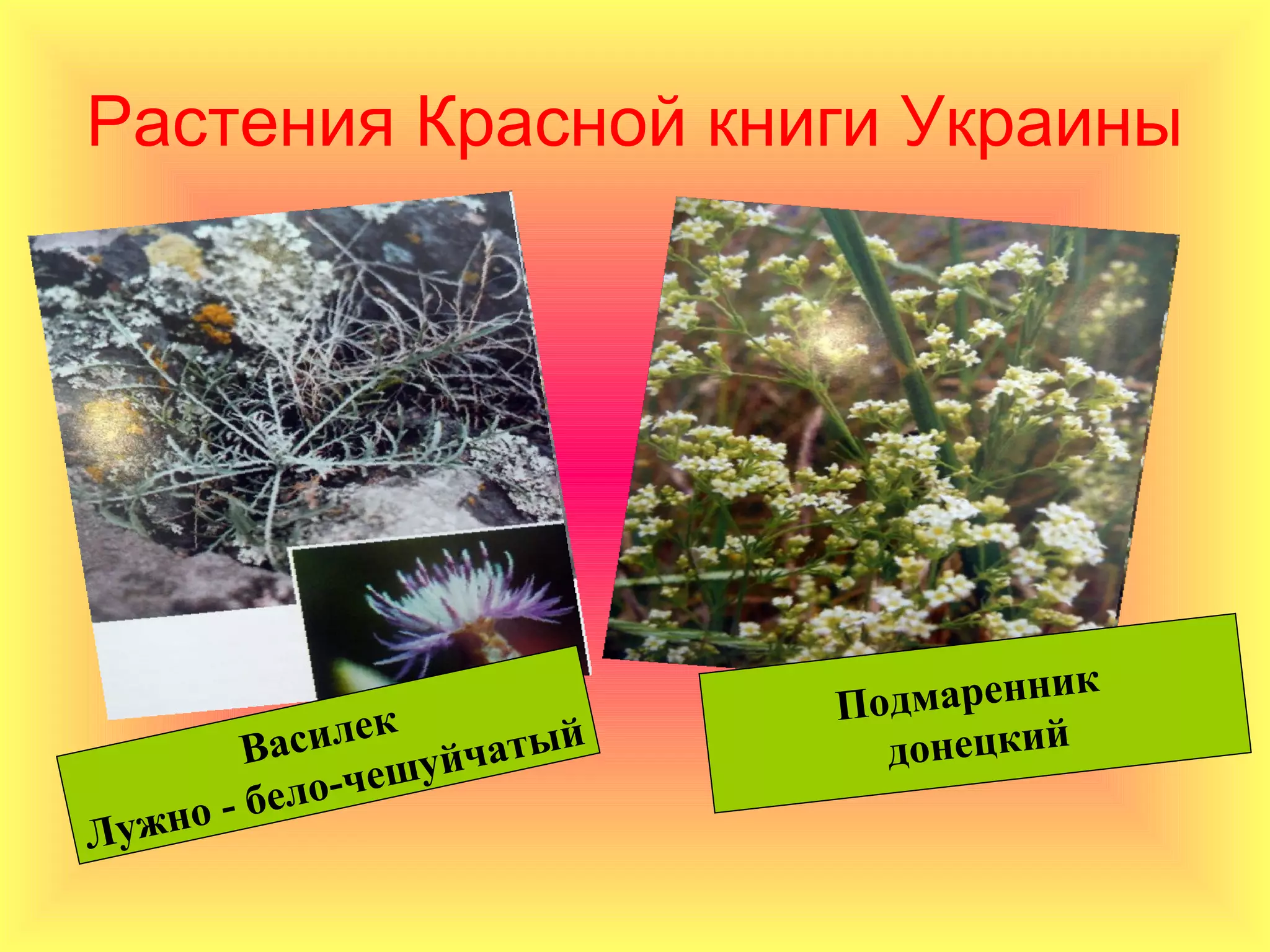 Растения Красной книги Украины




                                    к
               к         Подмаренни
        Василе уйчатый     донецкий
                 ш
        бе ло-че
Лужно -
 