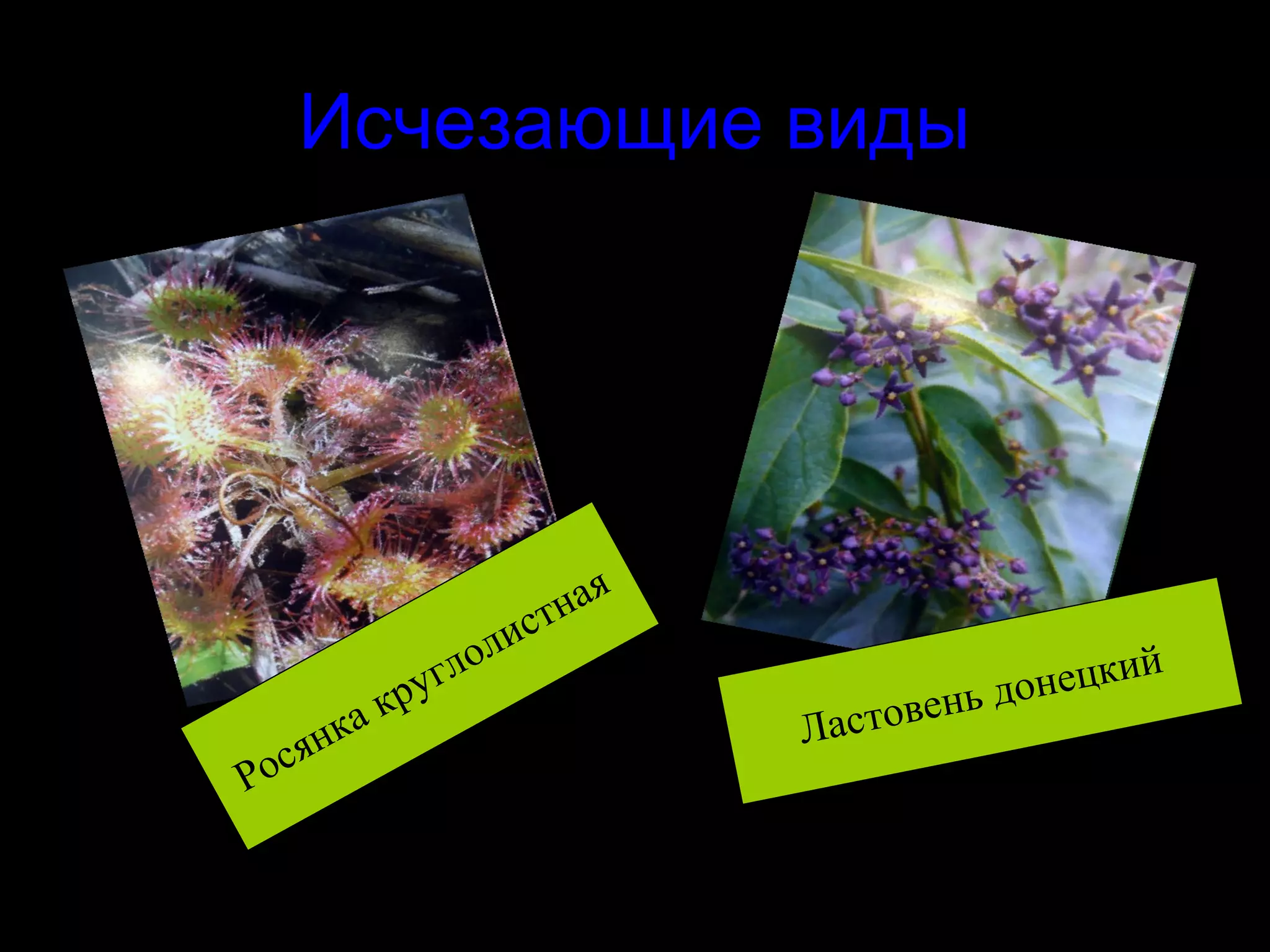 Исчезающие виды




                          ст ная
                    оли
           кру
                 гл
                                             нь до нецкий
                                         е
      янка                         Ластов
  с
Ро
 