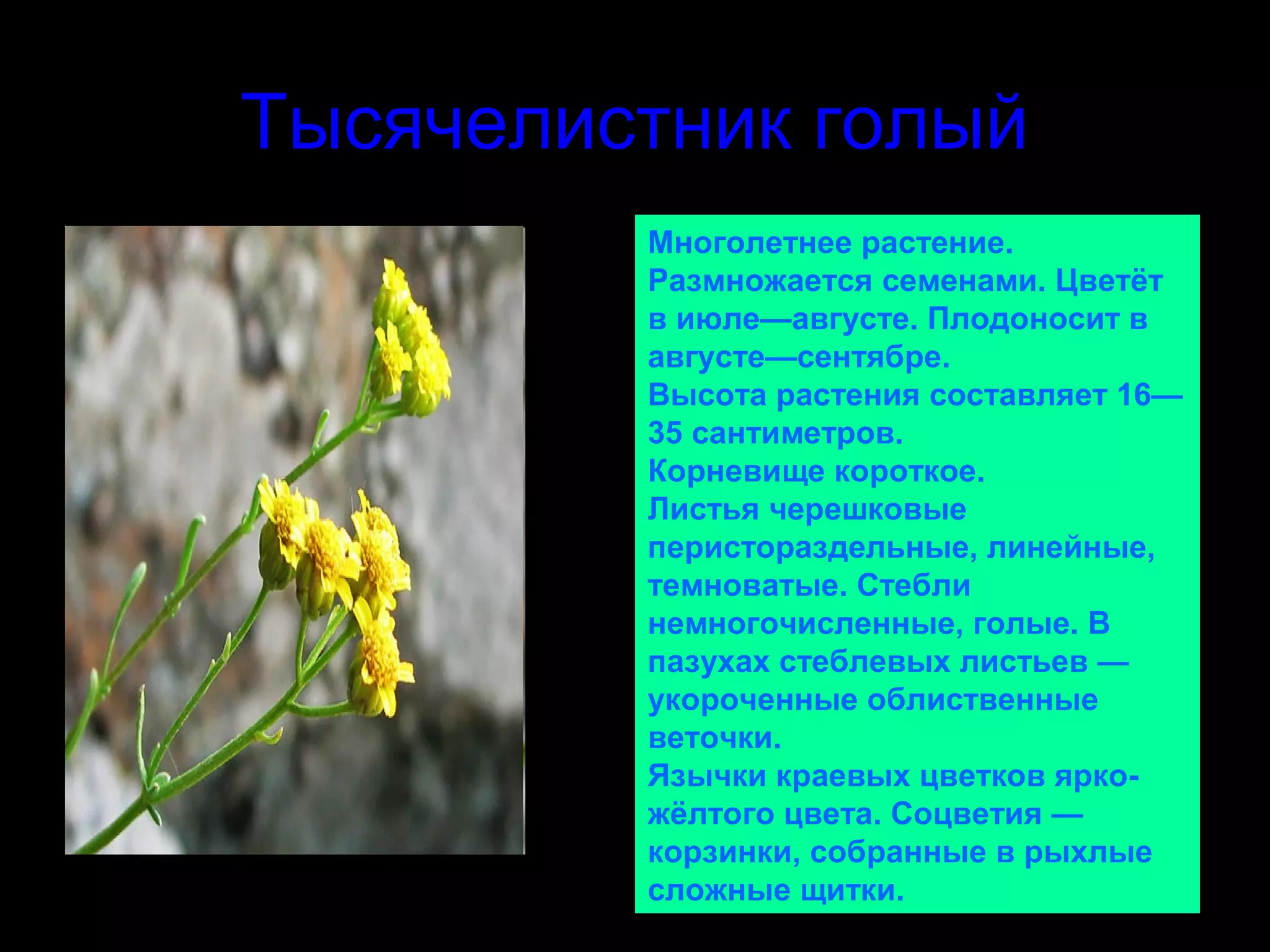 Тысячелистник голый
         Многолетнее растение.
         Размножается семенами. Цветёт
         в июле—августе. Плодоносит в
         августе—сентябре.
         Высота растения составляет 16—
         35 сантиметров.
         Корневище короткое.
         Листья черешковые
         перистораздельные, линейные,
         темноватые. Стебли
         немногочисленные, голые. В
         пазухах стеблевых листьев —
         укороченные облиственные
         веточки.
         Язычки краевых цветков ярко-
         жёлтого цвета. Соцветия —
         корзинки, собранные в рыхлые
         сложные щитки.
 