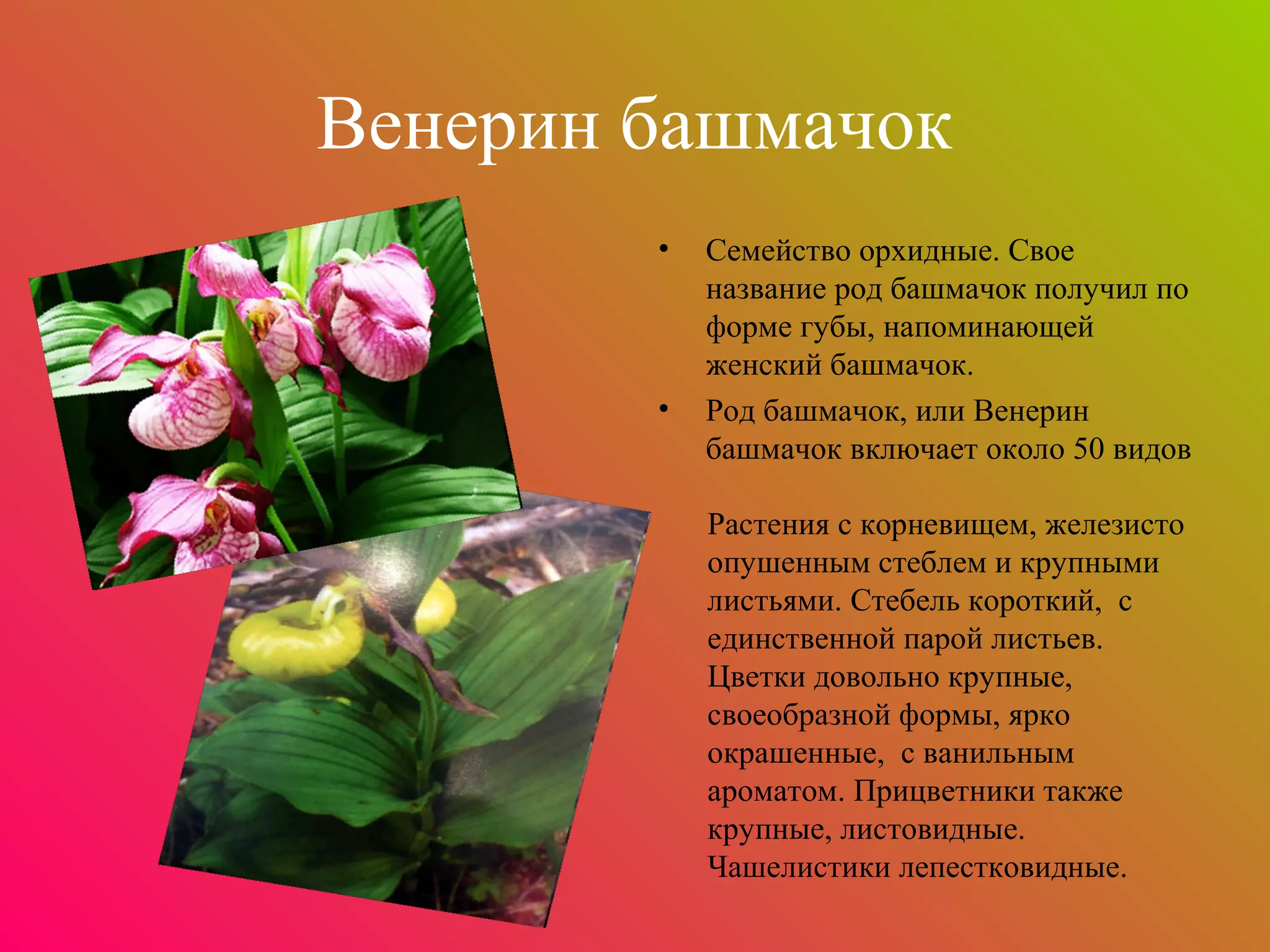 Венерин башмачок
        •   Семейство орхидные. Свое
            название род башмачок получил по
            форме губы, напоминающей
            женский башмачок.
        •   Род башмачок, или Венерин
            башмачок включает около 50 видов

            Растения с корневищем, железисто
            опушенным стеблем и крупными
            листьями. Стебель короткий, с
            единственной парой листьев.
            Цветки довольно крупные,
            своеобразной формы, ярко
            окрашенные, с ванильным
            ароматом. Прицветники также
            крупные, листовидные.
            Чашелистики лепестковидные.
 