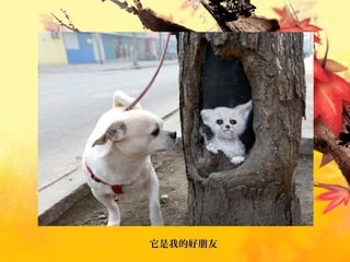 它是我的好朋友
 