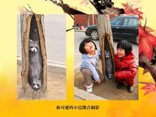 和可愛的小浣熊合個影
 