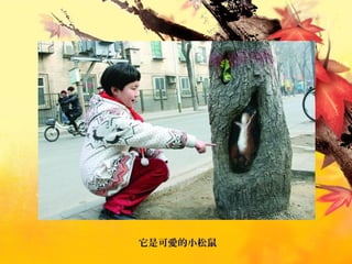 它是可愛的小松鼠
 