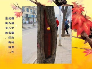 樹
洞
中
別
致
的
畫
作
成
為
石
家
莊
街
頭
一
道
風
景
線
。
 