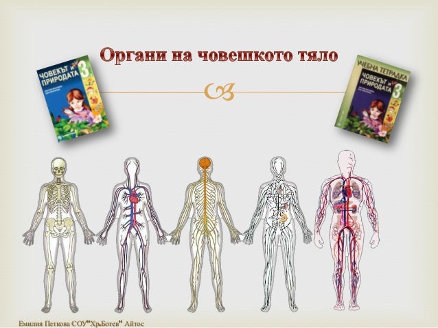 органи на човешкото тяло