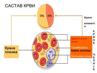 Крвна
плазма
Црвена крвна
зрнца
Тромбоцити-
Крвне плочице
Бела крвна зрнца
САСТАВ КРВИ
Крвни
елемент
и
К
Р
В
Н
Е
Ћ
Е
Л
И
Ј
Е
 