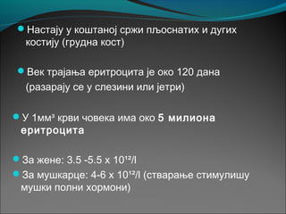 Настају у коштаној сржи пљоснатих и дугих
костију (грудна кост)
Век трајања еритроцита је око 120 дана
(разарају се у слезини или јетри)
У 1мм³ крви човека има око 5 милиона
еритроцита
За жене: 3.5 -5.5 x 10¹²/l
За мушкарце: 4-6 x 10¹²/l (стварање стимулишу
мушки полни хормони)
 