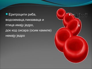 Еритроцити риба,
водоземаца,гмизаваца и
птица имају једро,
док код сисара (осим камиле)
немају једро
 