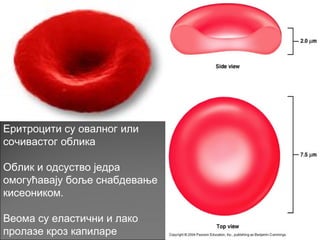Еритроцити су овалног или
сочивастог облика
Облик и одсуство једра
омогућавају боље снабдевање
кисеоником.
Веома су еластични и лако
пролазе кроз капиларе
 