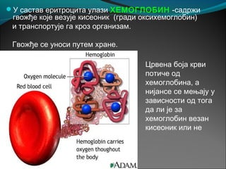 У састав еритроцита улази ХЕМОГЛОБИН -садржи
гвожђе које везује кисеоник (гради оксихемоглобин)
и транспортује га кроз организам.
Гвожђе се уноси путем хране.
Црвена боја крви
потиче од
хемоглобина, а
нијансе се мењају у
зависности од тога
да ли је за
хемоглобин везан
кисеоник или не
 