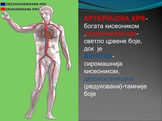 АРТЕРИЈСКА КРВ-
богата кисеоником
,оксигенисана крв-
светло црвене боје,
док је
ВЕНСКА-
сиромашнија
кисеоником,
дезоксигенисана
(редукована)-тамније
боје
 