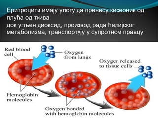 Еритроцити имају улогу да пренесу кисеоник од
плућа од ткива
док угљен диоксид, производ рада ћелијског
метаболизма, транспортују у супротном правцу
 