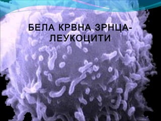 БЕЛА КРВНА ЗРНЦА-
ЛЕУКОЦИТИ
 