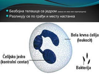 Безбојна телашца са једром (мање их има него еритроцита)
Разликују се по грађи и месту настанка
 
