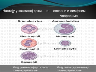 Настају у коштаној сржи и слезини и лимфним
чворовима
Имају режњевито једро и доста
гранула у цитоплазми
Имају овално једро и немају
грануле у цитоплазми
 