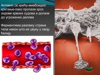 Активно се крећу-амебоидно
кретање-лако пролазе кроз
зидове крвних судова и долазе
до угрожених делова
Ферментима разлажу страна
тела након што их увуку у своју
ћелију
 