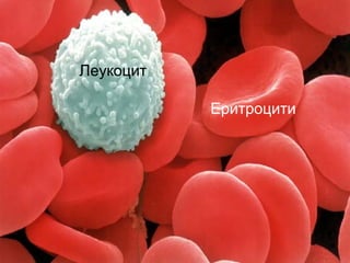 Леукоцит
Еритроцити
 