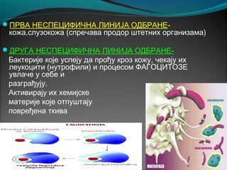 ПРВА НЕСПЕЦИФИЧНА ЛИНИЈА ОДБРАНЕ-
кожа,слузокожа (спречава продор штетних организама)
ДРУГА НЕСПЕЦИФИЧНА ЛИНИЈА ОДБРАНЕ-
Бактерије које успеју да прођу кроз кожу, чекају их
леукоцити (нутрофили) и процесом ФАГОЦИТОЗЕ
увлаче у себе и
разграђују.
Активирају их хемијске
материје које отпуштају
повређена ткива
 