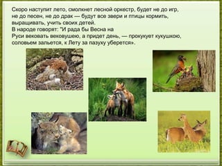Скоро наступит лето, смолкнет лесной оркестр, будет не до игр,
не до песен, не до драк — будут все звери и птицы кормить,
выращивать, учить своих детей.
В народе говорят: "И рада бы Весна на
Руси вековать вековушею, а придет день, — прокукует кукушкою,
соловьем зальется, к Лету за пазуху уберется».
 