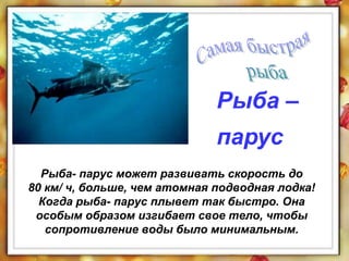 Рыба- парус может развивать скорость до
80 км/ ч, больше, чем атомная подводная лодка!
Когда рыба- парус плывет так быстро. Она
особым образом изгибает свое тело, чтобы
сопротивление воды было минимальным.
Рыба –
парус
 