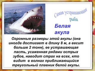 Огромные размеры этой акулы (она
иногда достигает в длину 8 м, а весит
больше 2 тонн), ее устрашающая
пасть, усаженная рядами острых
зубов, наводит страх на всех, кто
видит в волнах приближающийся
треугольный плавник белой акулы.
Белая
акула
 