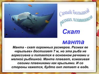 Манта - скат огромных размеров. Размах ее
«крыльев» достигает 7 м, но эта рыба не
агрессивна и питается в основном рачками и
мелкой рыбешкой. Манта плавает, взмахивая
своими плавниками как крыльями. И со
стороны кажется, будто онп летает в воде.
Скат
манта
 