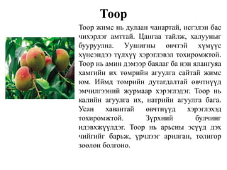 Тоор
Тоор жимс нь дулаан чанартай, исгэлэн бас
чихэрлэг амттай. Цангаа тайлж, халууныг
бууруулна. Уушигны өвчтэй хүмүүс
хүнсэндээ түлхүү хэрэглэвэл тохиромжтой.
Тоор нь амин дэмээр баялаг ба нэн ялангуяа
хамгийн их төмрийн агуулга сайтай жимс
юм. Иймд төмрийн дутагдалтай өвчтнүүд
эмчилгээний журмаар хэрэглэдэг. Тоор нь
калийн агуулга их, натрийн агуулга бага.
Усан хавантай өвчтнүүд хэрэглэхэд
тохиромжтой. Зүрхний булчинг
идэвхжүүлдэг. Тоор нь арьсны эсүүд дэх
чийгийг барьж, үрчлээг арилган, толигор
зөөлөн болгоно.
 