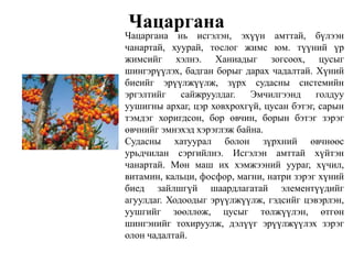 Чацаргана
Чацаргана нь исгэлэн, эхүүн амттай, бүлээн
чанартай, хуурай, тослог жимс юм. түүний үр
жимсийг хэлнэ. Ханиадыг зогсоох, цусыг
шингэрүүлэх, бадган борыг дарах чадалтай. Хүний
биеийг эрүүлжүүлж, зүрх судасны системийн
эргэлтийг сайжруулдаг. Эмчилгээнд голдуу
уушигны архаг, цэр ховхрохгүй, цусан бэтэг, сарын
тэмдэг хоригдсон, бор өвчин, борын бэтэг зэрэг
өвчнийг эмнэхэд хэрэглэж байна.
Судасны хатуурал болон зүрхний өвчнөөс
урьдчилан сэргийлнэ. Исгэлэн амттай хүйтэн
чанартай. Мөн маш их хэмжээний уураг, хүчил,
витамин, кальци, фосфор, магни, натри зэрэг хүний
биед зайлшгүй шаардлагатай элементүүдийг
агуулдаг. Ходоодыг эрүүлжүүлж, гэдсийг цэвэрлэн,
уушгийг зөөллөж, цусыг төлжүүлэн, өтгөн
шингэнийг тохируулж, дэлүүг эрүүлжүүлэх зэрэг
олон чадалтай.
 
