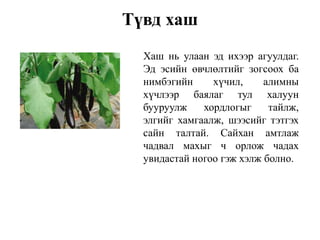 Түвд хаш
Хаш нь улаан эд ихээр агуулдаг.
Эд эсийн өвчлөлтийг зогсоох ба
нимбэгийн хүчил, алимны
хүчлээр баялаг тул халуун
бууруулж хордлогыг тайлж,
элгийг хамгаалж, шээсийг тэтгэх
сайн талтай. Сайхан амтлаж
чадвал махыг ч орлож чадах
увидастай ногоо гэж хэлж болно.
 