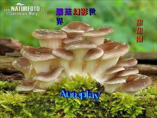 蘑菇蘑菇 幻影幻影世世
界界 甜甜
甜甜
圈圈
 