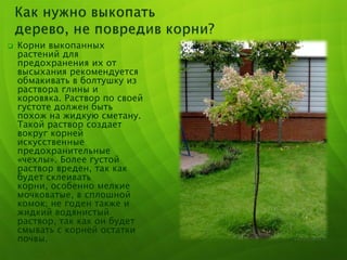  Корни выкопанных
растений для
предохранения их от
высыхания рекомендуется
обмакивать в болтушку из
раствора глины и
коровяка. Раствор по своей
густоте должен быть
похож на жидкую сметану.
Такой раствор создает
вокруг корней
искусственные
предохранительные
«чехлы». Более густой
раствор вреден, так как
будет склеивать
корни, особенно мелкие
мочковатые, в сплошной
комок; не годен также и
жидкий водянистый
раствор, так как он будет
смывать с корней остатки
почвы.
 