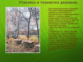 o Для предохранения корневой
системы пересаживаемого
дерева от высыхания и
механических повреждений ее
вместе с комом земли
заделывают в металлический
вазон, ящик из досок и другие
виды жесткой упаковки. В
некоторых случаях прибегают
к мягкой упаковке.
- Высота вазона 0,6 м, ширина
2,0 м;
Оторванное от земли дерево
укладывают в кузов машины
корнями вплотную к кабине
водителя, крону обвязывают
веревкой, а ствол привязывают
к двум подставкам с мягкими
подушками. Выгрузку дерева
из автомашины и установку
его в посадочную яму лучше
производить подъемным
краном.
Упаковка и перевозка деревьев.
 