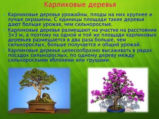  Карликовые деревья урожайны, плоды на них крупнее и
лучше окрашены. С единицы площади такие деревья
дают больше урожая, чем сильнорослые.
 Карликовые деревья размещают на участке на расстоянии
3х3 м, а поэтому на одной и той же площади карликовых
деревьев размещается в два раза больше, чем
сильнорослых, больше получается и общий урожай.
 Карликовые деревья целесообразно высаживать в рядах
посадок сильнорослых, по одному дереву между
сильнорослыми яблонями или грушами.
Карликовые деревья
 