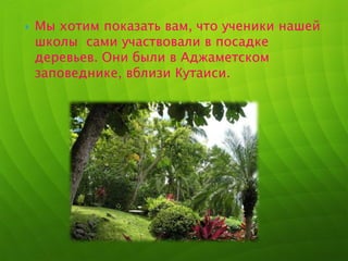  Мы хотим показать вам, что ученики нашей
школы сами участвовали в посадке
деревьев. Они были в Аджаметском
заповеднике, вблизи Кутаиси.
 