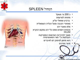 ‫הטחול‬SPLEEN
•‫כ‬200‫משקל‬ ‫גר‬
•‫לסרעפת‬ ‫מתחת‬
•‫עליון‬ ‫שמאלי‬ ‫ברביע‬
•‫השמאלית‬ ‫הכליה‬ ‫ומעל‬ ‫הקיבה‬ ‫מאחורי‬
•‫דם‬ ‫מאגרי‬ ‫מלא‬
•‫הנקרא‬ ‫במקום‬ ‫דם‬ ‫כלי‬ ‫ממנו‬ ‫ויוצאים‬ ‫נכנסים‬
HILUM
•‫המפורקות‬ ‫האדומות‬ ‫לכדוריות‬ ‫מאגר‬
‫הפאגוציטוזה‬ ‫תאי‬ ‫ע"י‬ ‫הנבלעות‬
•‫לאיברים‬ ‫דם‬ ‫לסיפוק‬ ‫מחסן‬ ‫הוא‬
•‫נוגדנים‬ ‫מיצר‬
‫והדרכה‬ ‫ייעוץ‬ .‫מ.ק‬ ‫ל‬ ‫שמורות‬ ‫הזכויות‬ ‫כל‬
 