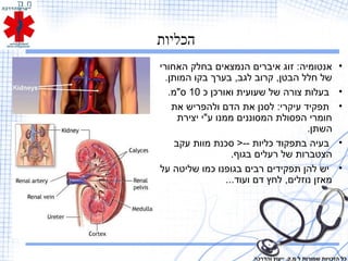 ‫הכליות‬
•‫האחורי‬ ‫בחלק‬ ‫הנמצאים‬ ‫איברים‬ ‫זוג‬ :‫אנטומיה‬
.‫המותן‬ ‫בקו‬ ‫בערך‬ ,‫לגב‬ ‫קרוב‬ ,‫הבטן‬ ‫חלל‬ ‫של‬
•‫כ‬ ‫ואורכן‬ ‫שעועית‬ ‫של‬ ‫צורה‬ ‫בעלות‬10.‫ס"מ‬
•‫את‬ ‫ולהפריש‬ ‫הדם‬ ‫את‬ ‫לסנן‬ :‫עיקרי‬ ‫תפקיד‬
‫יצירת‬ ‫ע"י‬ ‫ממנו‬ ‫המסוננים‬ ‫הפסולת‬ ‫חומרי‬
.‫השתן‬
•‫עקב‬ ‫מוות‬ ‫סכנת‬ >-- ‫כליות‬ ‫בתפקוד‬ ‫בעיה‬
.‫בגוף‬ ‫רעלים‬ ‫של‬ ‫הצטברות‬
•‫על‬ ‫שליטה‬ ‫כמו‬ ‫בגופנו‬ ‫רבים‬ ‫תפקידים‬ ‫להן‬ ‫יש‬
...‫ועוד‬ ‫דם‬ ‫לחץ‬ ,‫נוזלים‬ ‫מאזן‬
‫והדרכה‬ ‫ייעוץ‬ .‫מ.ק‬ ‫ל‬ ‫שמורות‬ ‫הזכויות‬ ‫כל‬
 