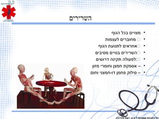 ‫השרירים‬
•‫הגוף‬ ‫בכל‬ ‫מצויים‬
•‫לעצמות‬ ‫מחוברים‬
•‫הגוף‬ ‫לתנועת‬ ‫אחראים‬
•‫מסיבים‬ ‫בנויים‬ ‫השרירים‬
•‫דרושים‬ ‫תקינה‬ ‫:לפעולה‬
•‫מזון‬ ‫וחומרי‬ ‫חמצן‬ ‫אספקת‬ –
•‫וחום‬ ‫דו-חמצני‬ ‫פחמן‬ ‫סילוק‬ –
‫והדרכה‬ ‫ייעוץ‬ .‫מ.ק‬ ‫ל‬ ‫שמורות‬ ‫הזכויות‬ ‫כל‬
 